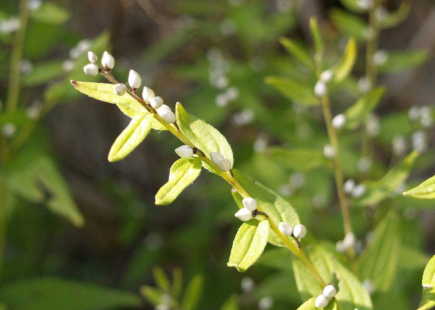 Gromwell leaf